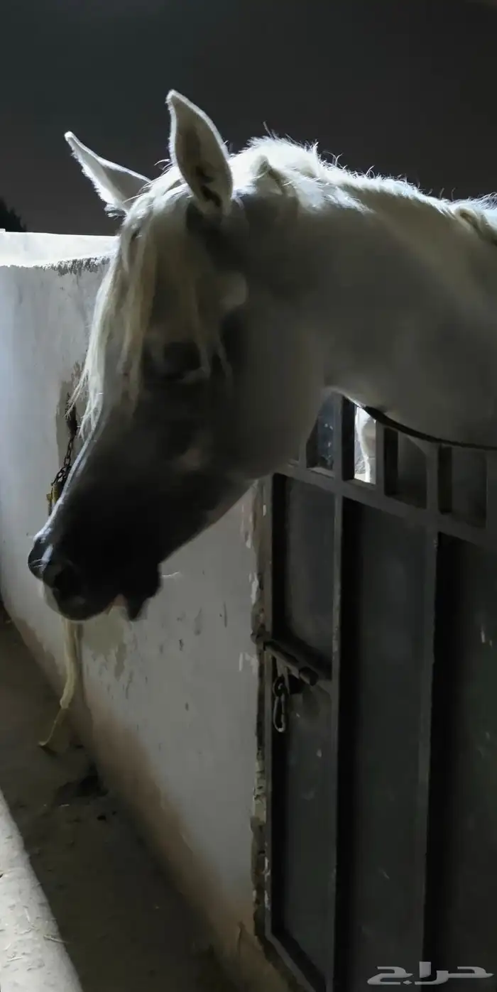 ايواء خيل وتدريب الحمدانية 2