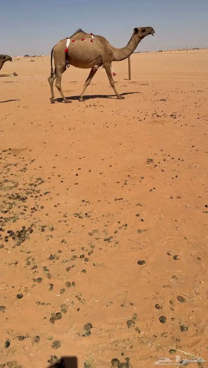 للبيع صفراء عشرا تحتها قعود 1