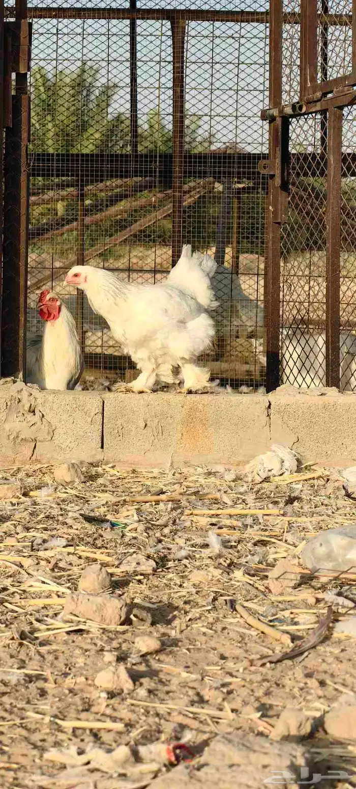 دجاج براهما كولمبي 1