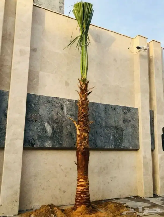 نخل وشنطني زينه 8