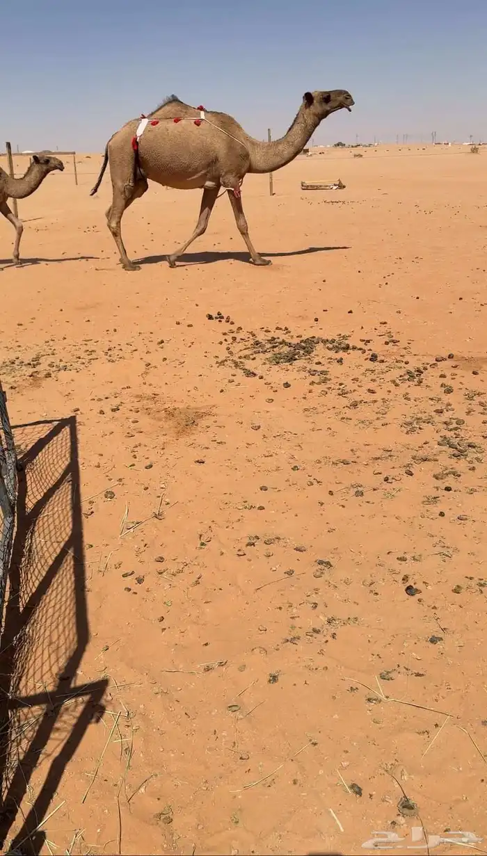 للبيع صفراء عشرا تحتها قعود 0