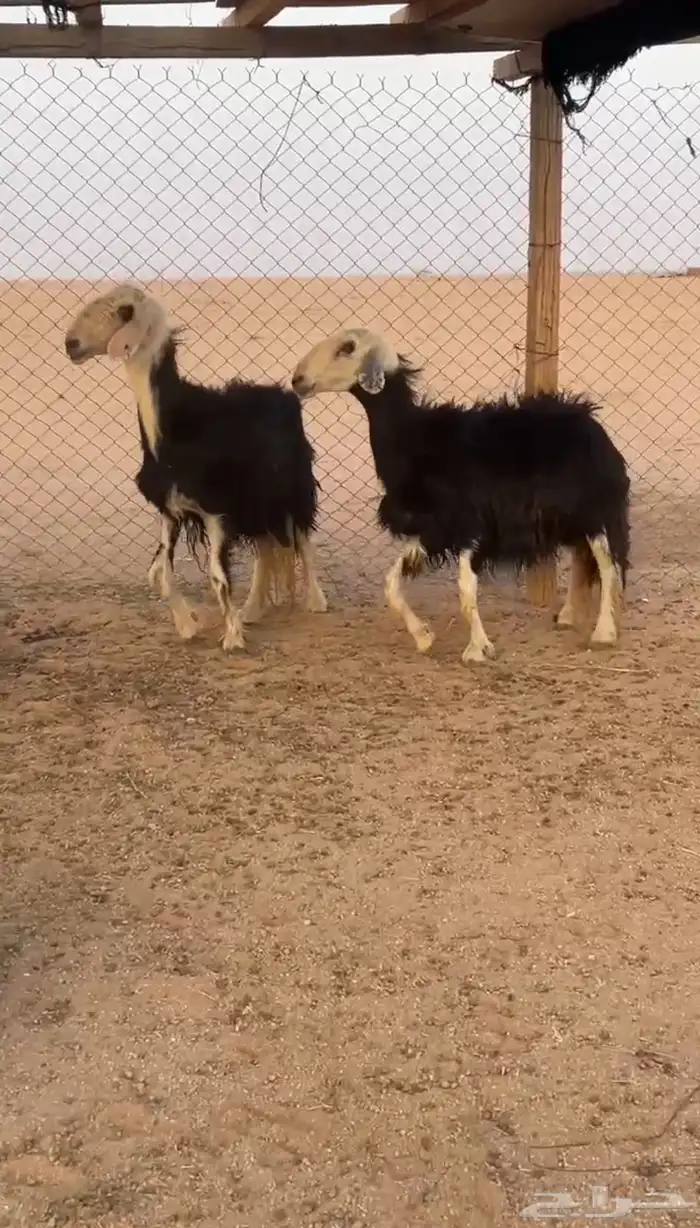 شياه حيل 1