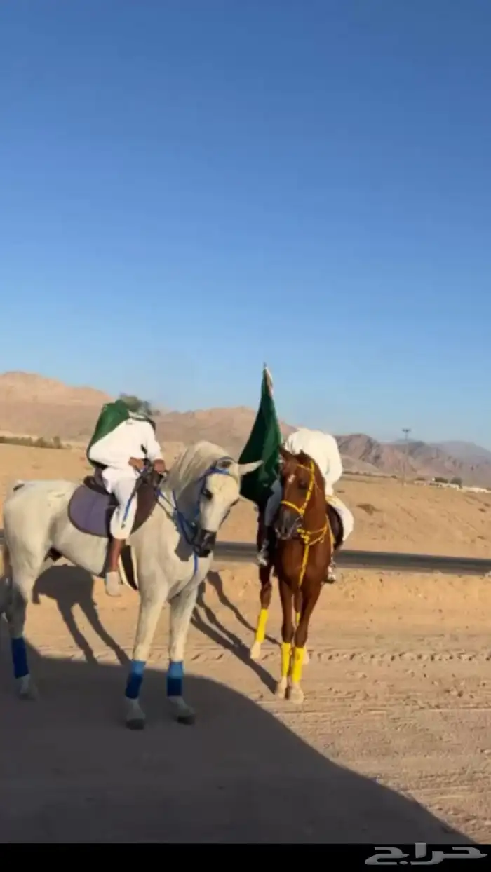 أسلام عليكم عارض حصان قطعه شعبي عربي   العمر 5 1
