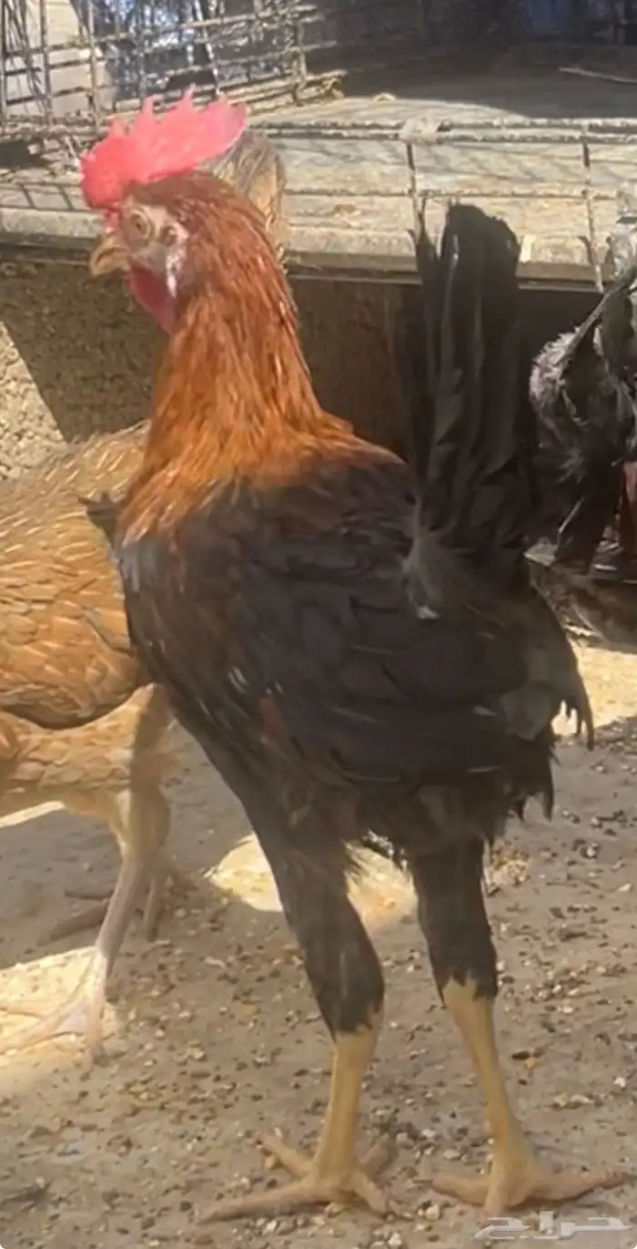 ديك عربي العمر سبع اشهور وامه عندي وانا مربيه وهو صوص صغير 0