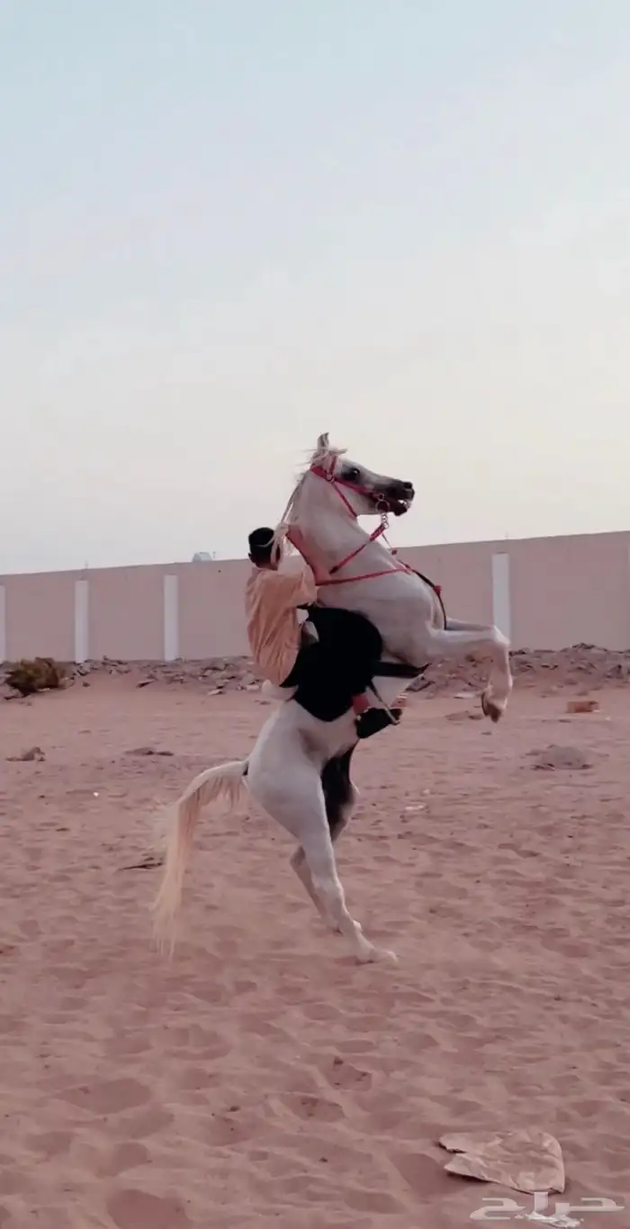 ايواء خيل وتدريب الحمدانية 4