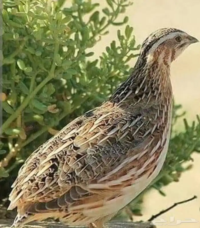 سمان جديد ونشيط 0