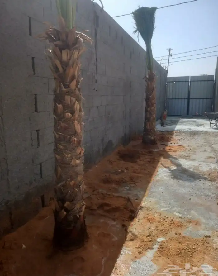 نخل وشنطني زينه 6