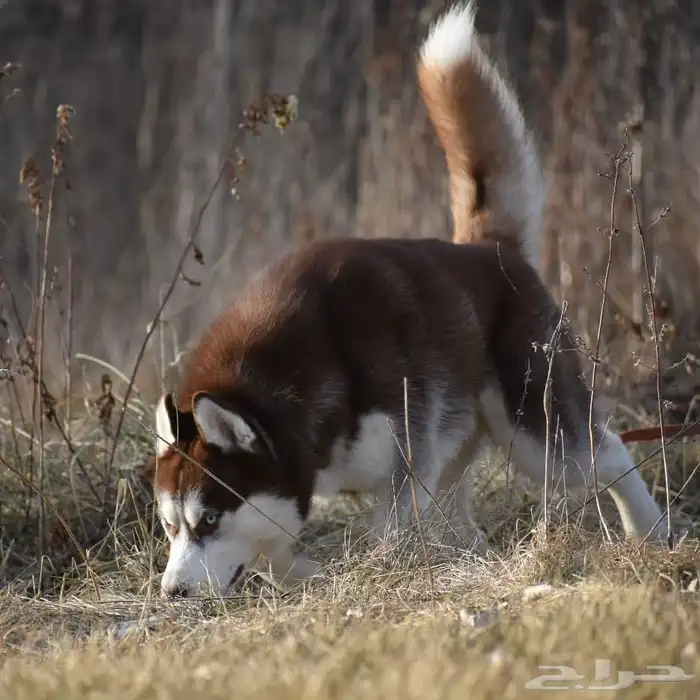 للبيع هاسكي أمريكي 0