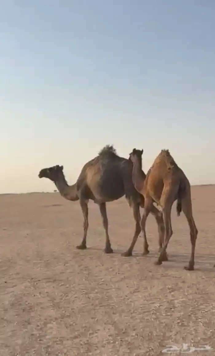 عشراء تحتها قعود 0