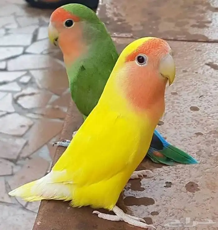 روز منتج 3