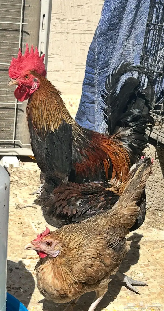 ديك عربي العمر سبع اشهور وامه عندي وانا مربيه وهو صوص صغير 2