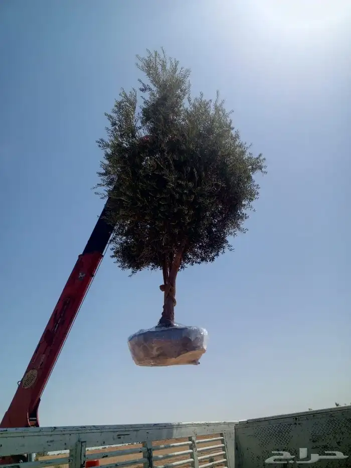 يوجد لدينا شجر الزيتون المعمر والمثمره وفي مركان 4