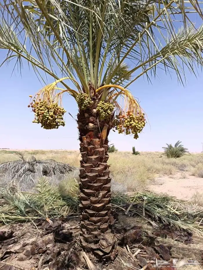 ابو ناصر لتوريد وتركيب جميع انواع انخل المثمر وزينه 4