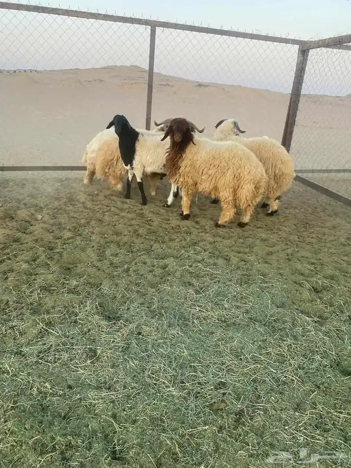 خرفان جذعان 0