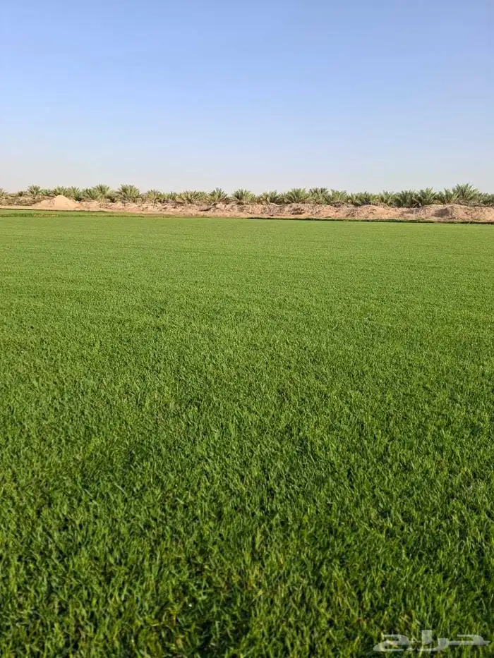 مؤسسة زهرة الخليج الزراعية -نجران -دحضة 4