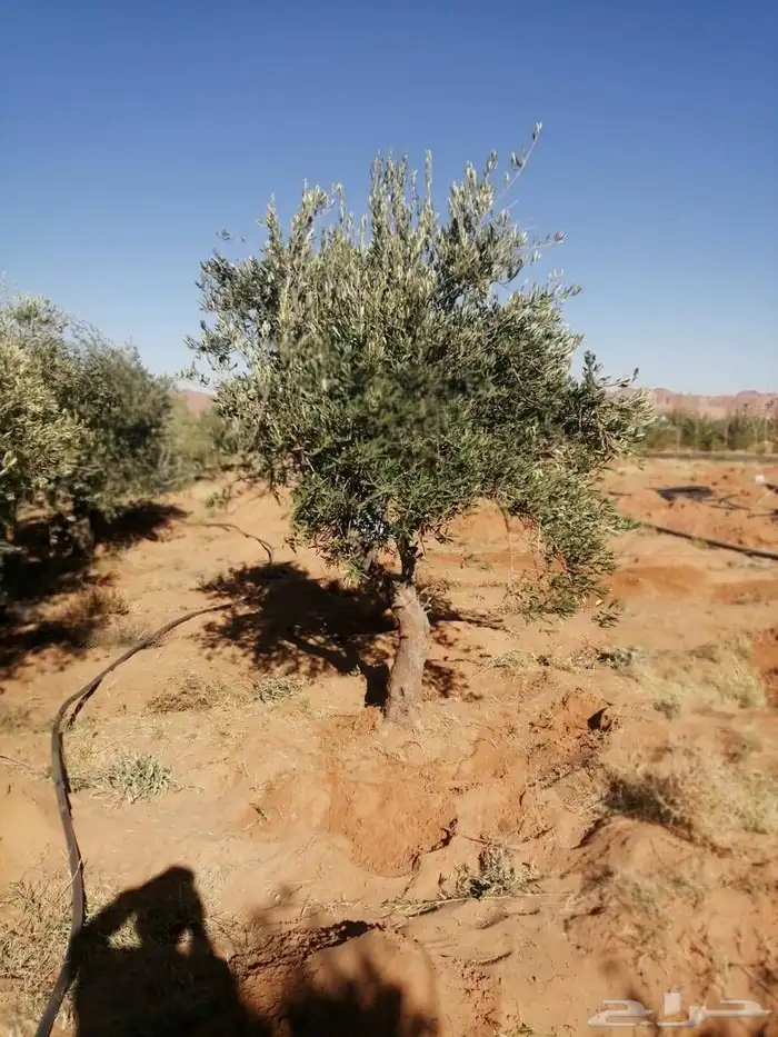 يوجد لدينا شجر الزيتون المعمر والمثمره وفي مركان 3