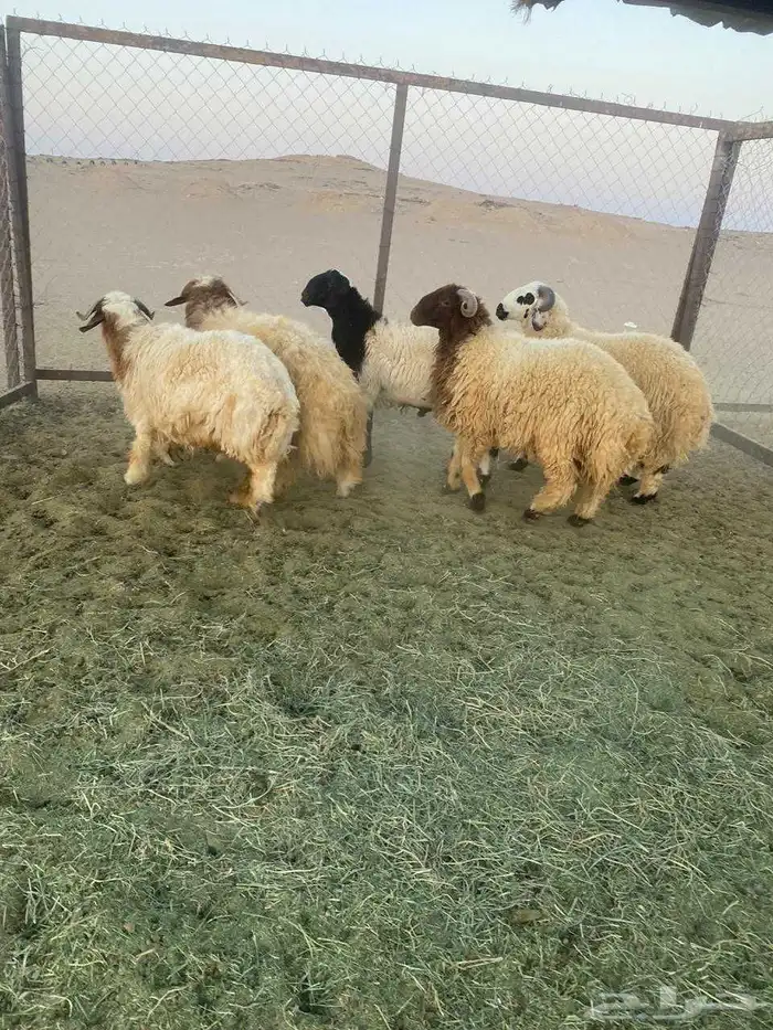 خرفان جذعان 2