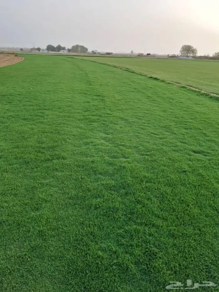 بسم الله ما شاء اللهثيل طبيعي سي الفين (C2000) صافي ونقي على 9