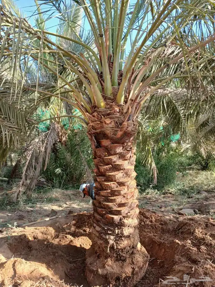 نخل مثمر للبيع اخلاص صقعي هلالي نخيل شيشي مجدول برحي سكري 0