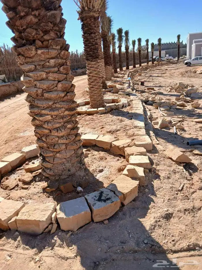 نقوم بتوريد جميع أنواع النخيل الوشنطني والعربي 4