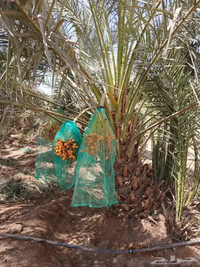 نخل مثمر للبيع اخلاص صقعي هلالي نخيل شيشي مجدول برحي سكري 1