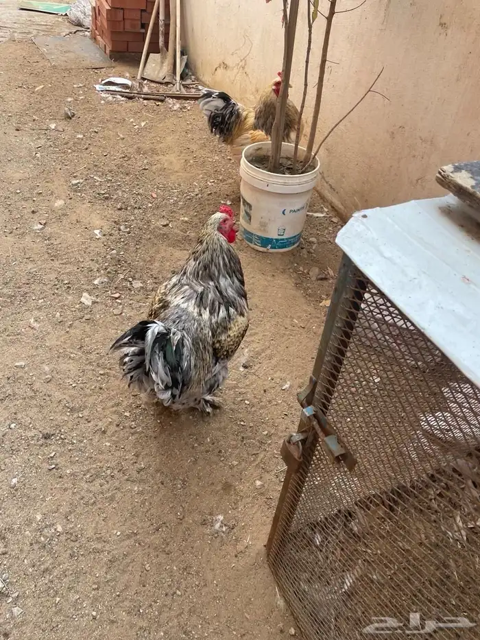 دجاج جواز 2
