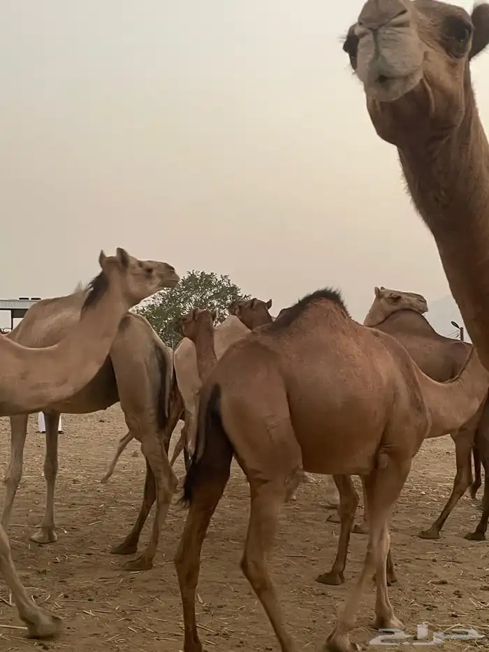 إبل للبيع 4
