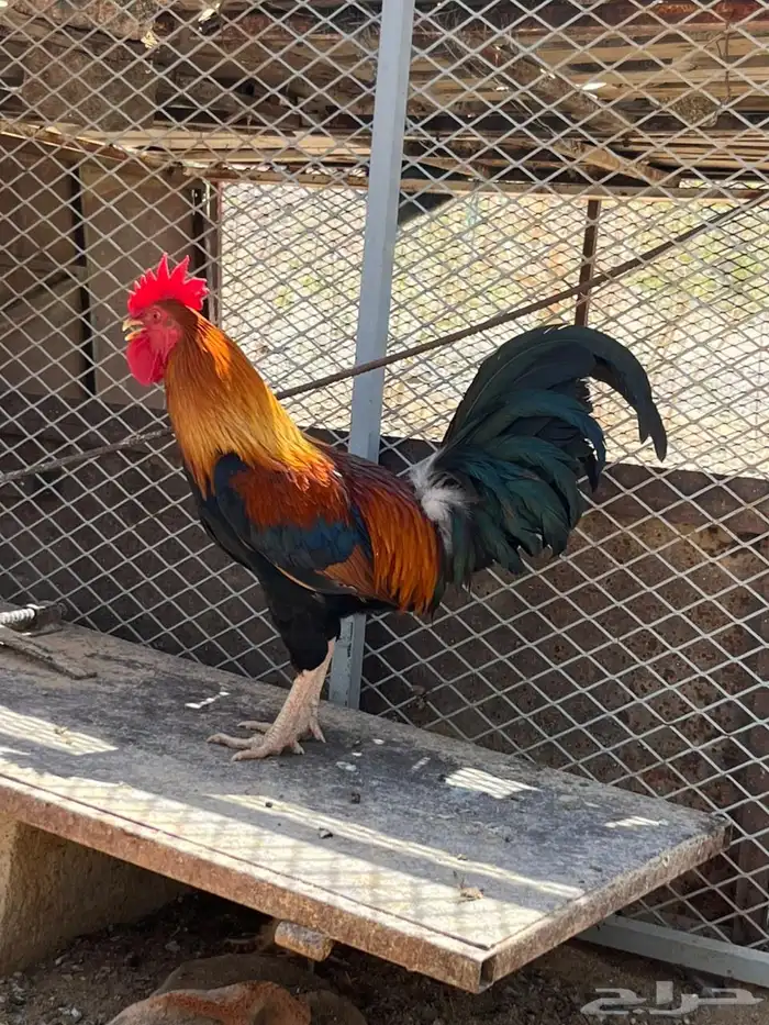 ديك عربي اصيل 0