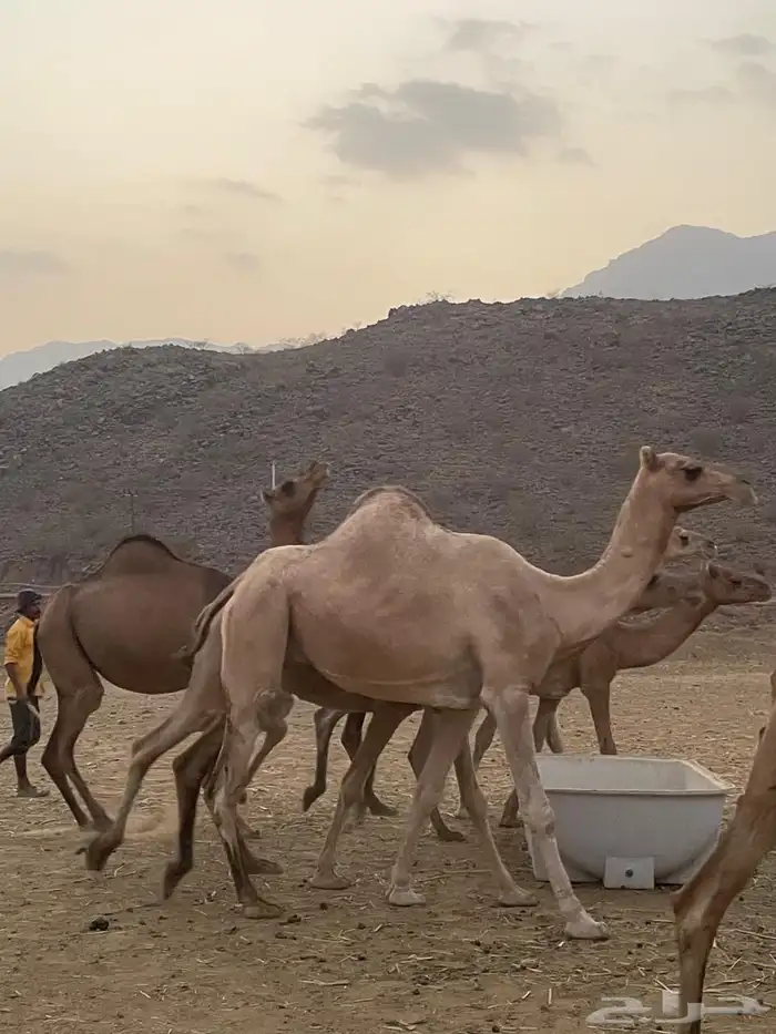 إبل للبيع 0