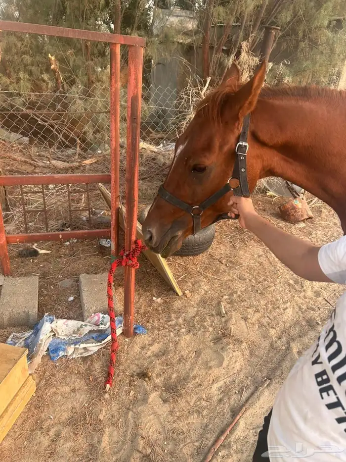 خيل شعبي 3