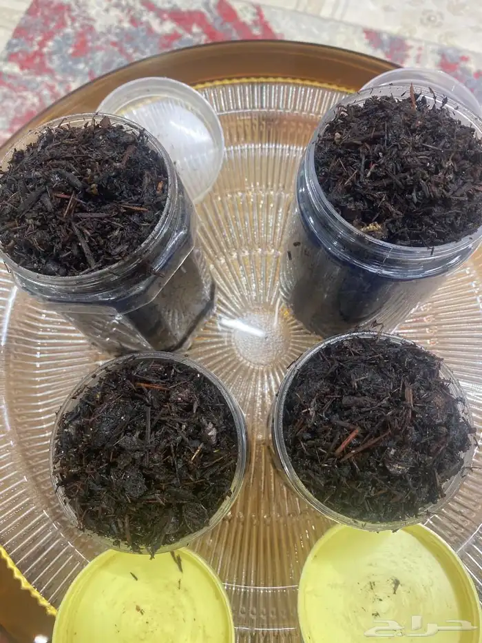 بخور للبيع 2