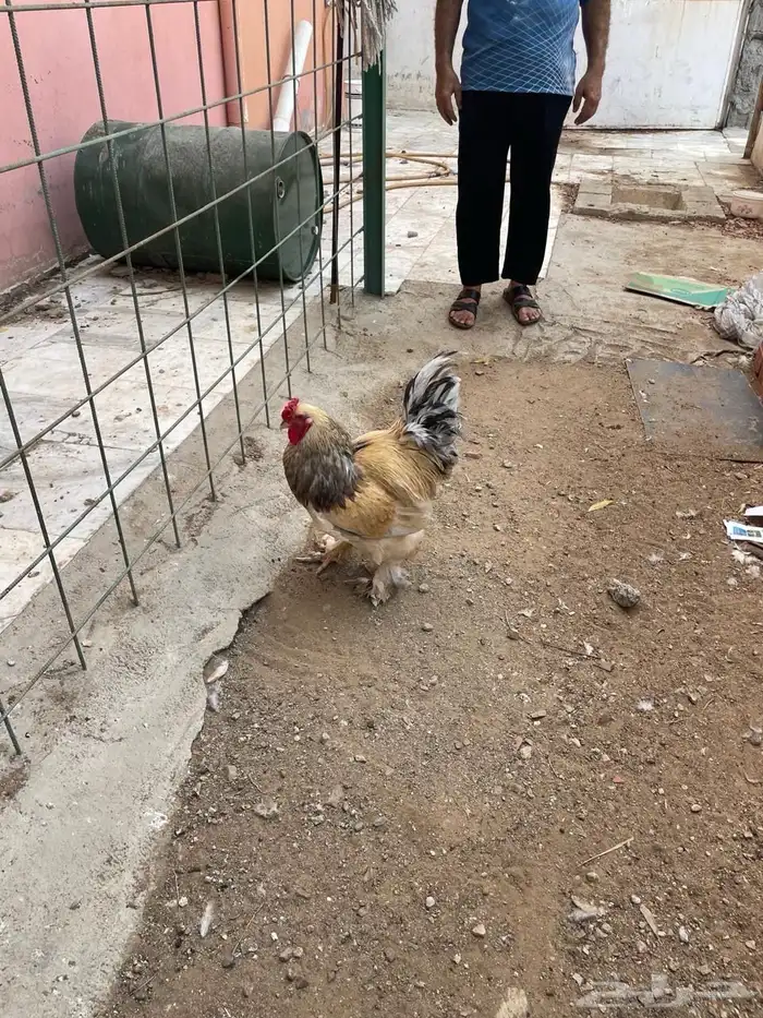 دجاج جواز 5