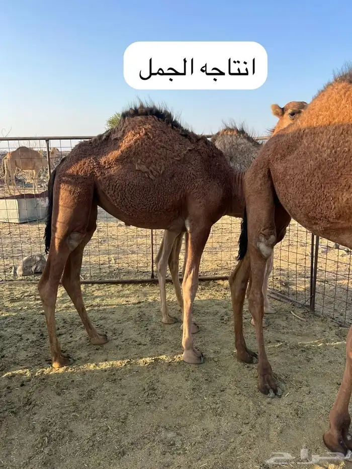 جمل احمر مشروط 6