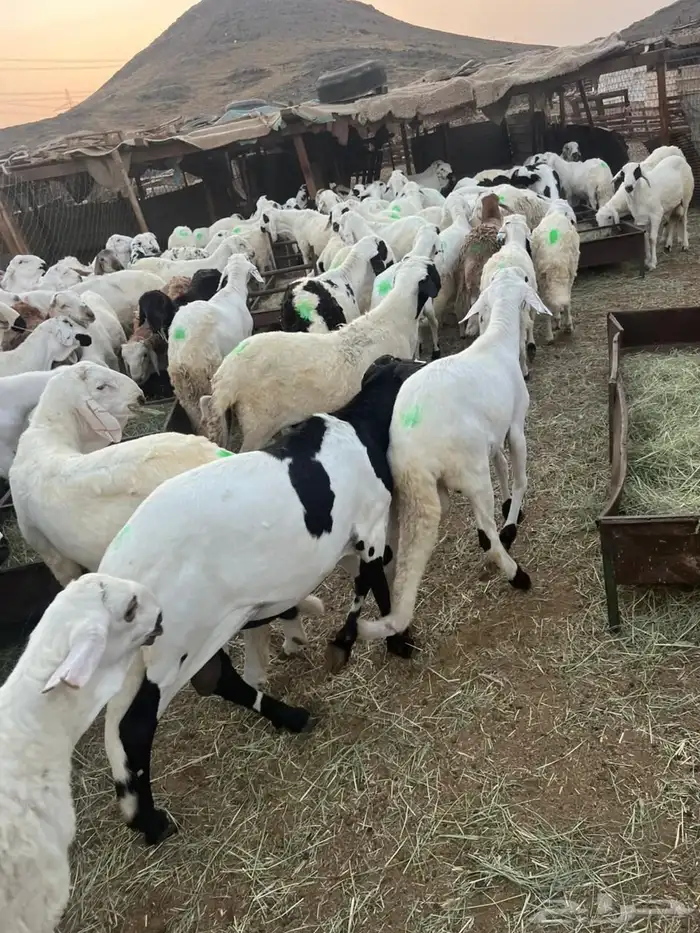 سواكن بيض 6