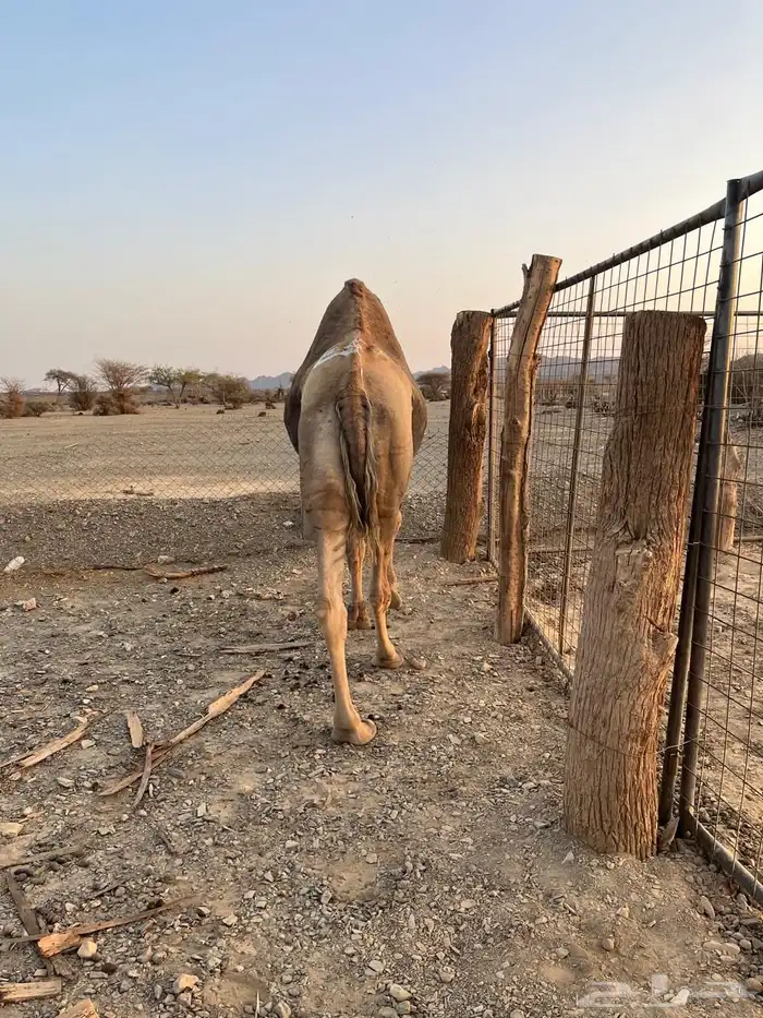 جمل احمر مشروط 2