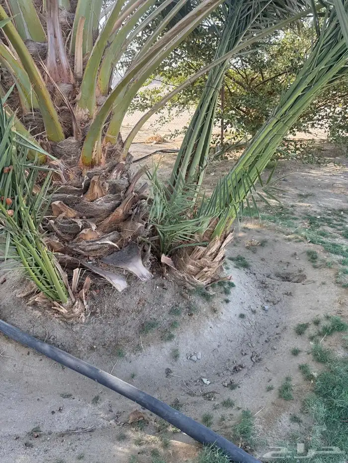 جثيث سكري للبيع 2