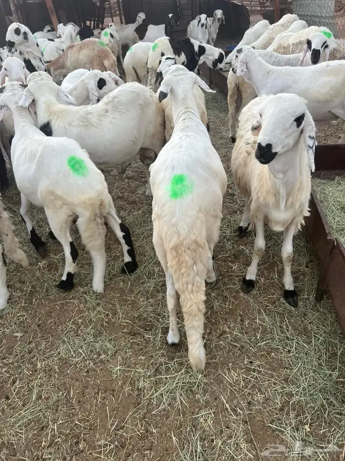 سواكن بيض 1