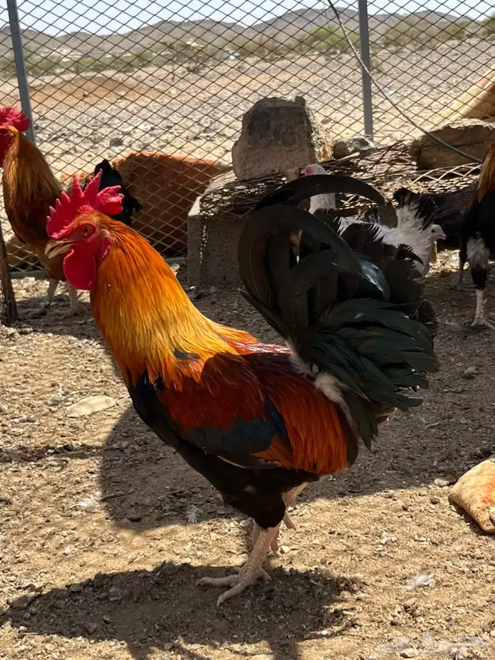 ديك عربي اصيل 2