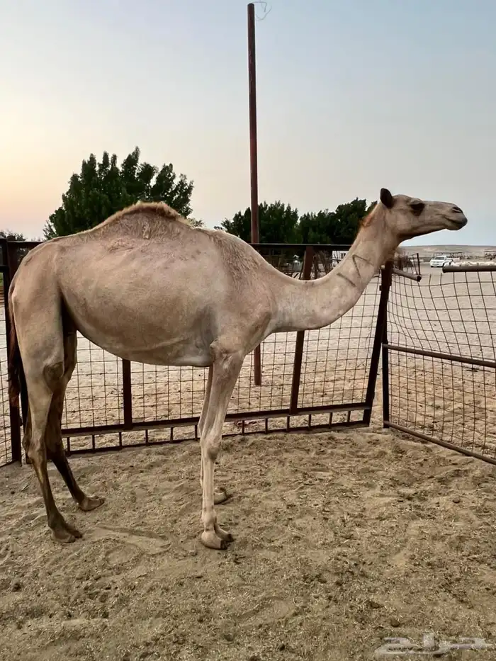 ناقه بنت الطايف بعير الجعيد 0