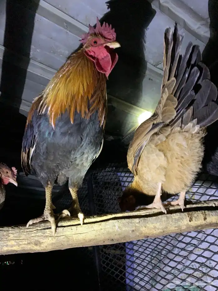 ديك عربي اصيل 3