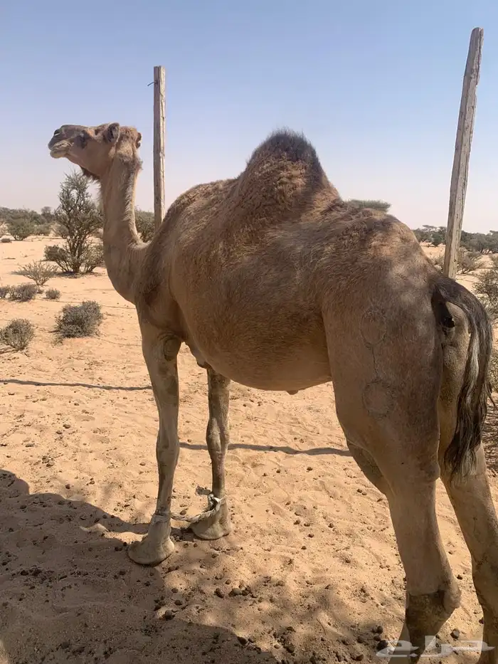 نياق عوادي لقح للبيع 2