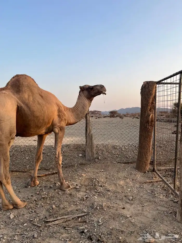 جمل احمر مشروط 3