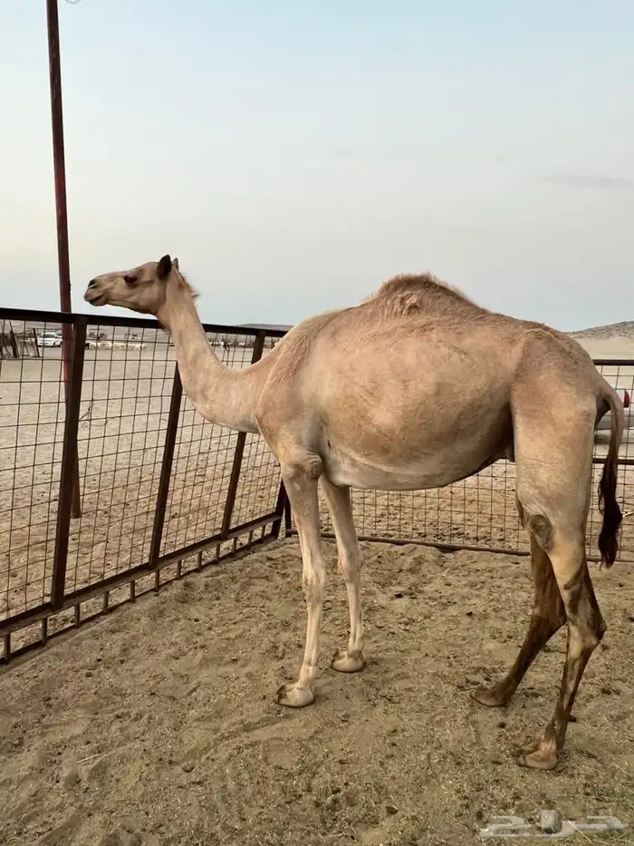ناقه بنت الطايف بعير الجعيد 1