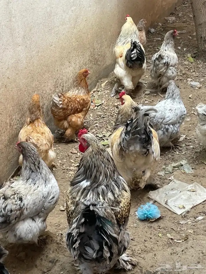 دجاج جواز 1