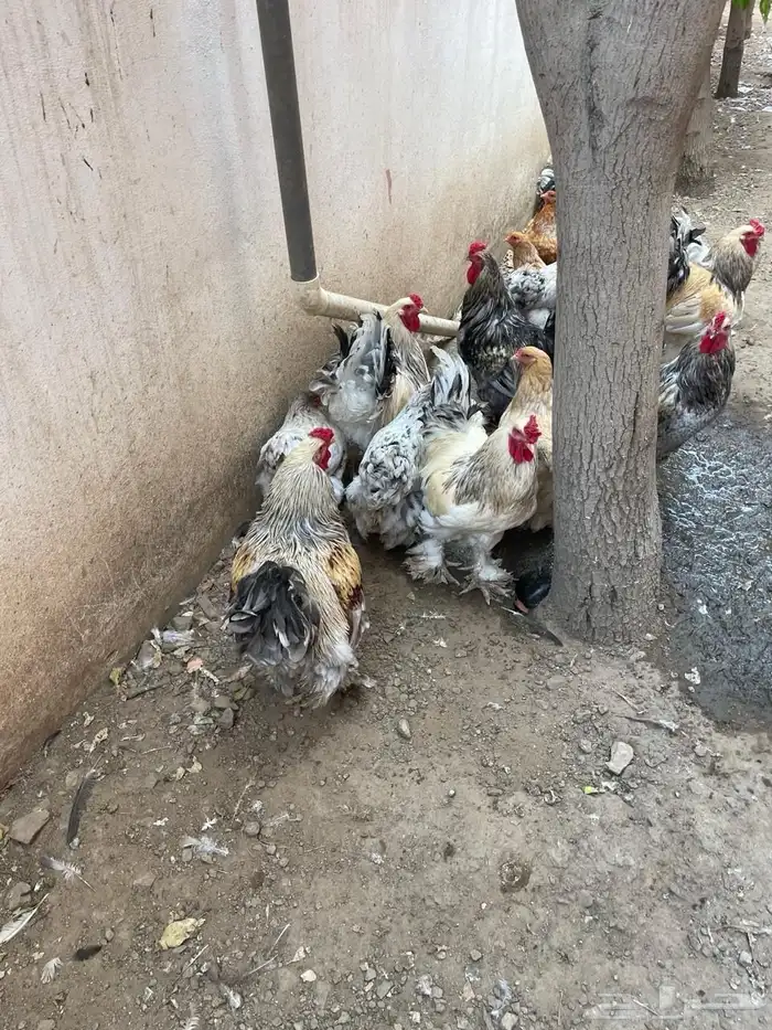 دجاج جواز 7