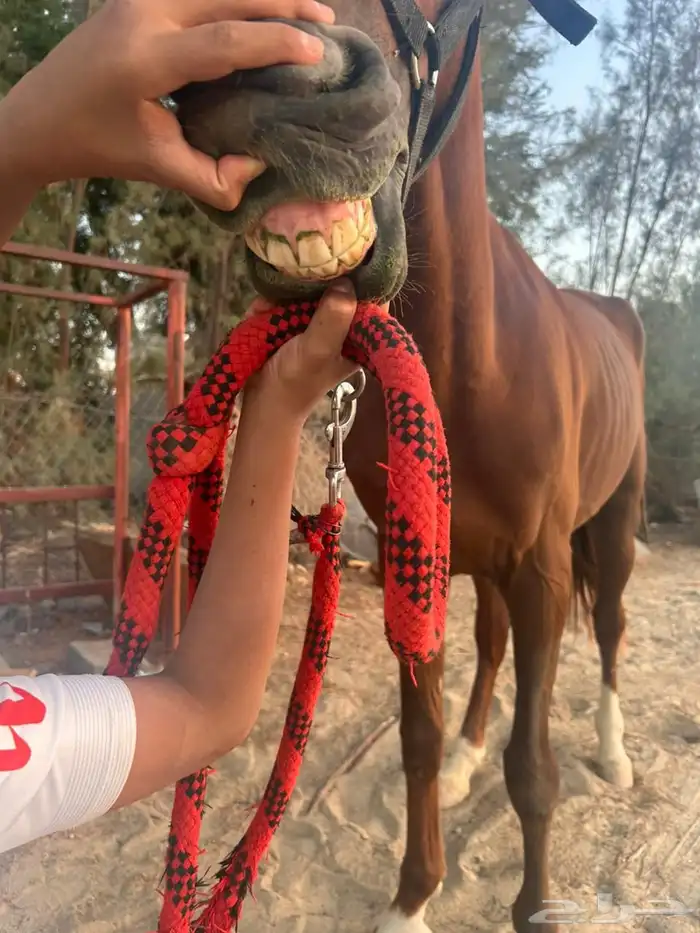 خيل شعبي 1