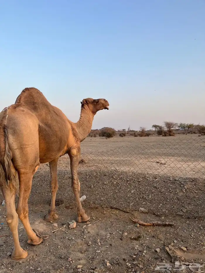 جمل احمر مشروط 0