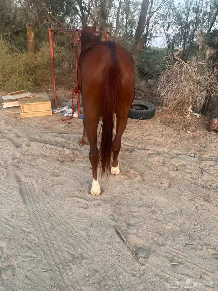 خيل شعبي 4