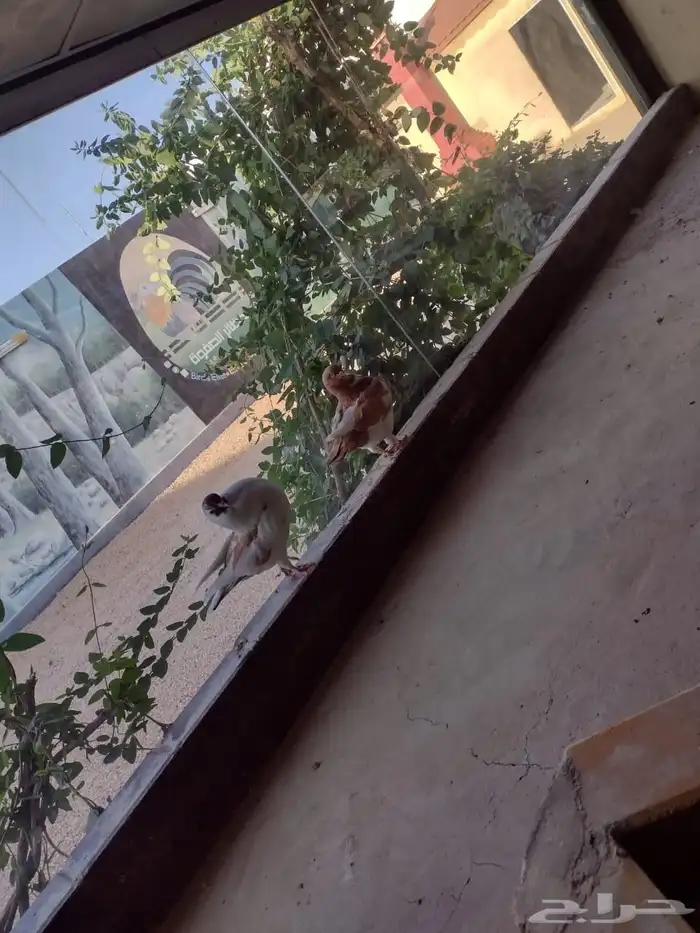 طيور 49