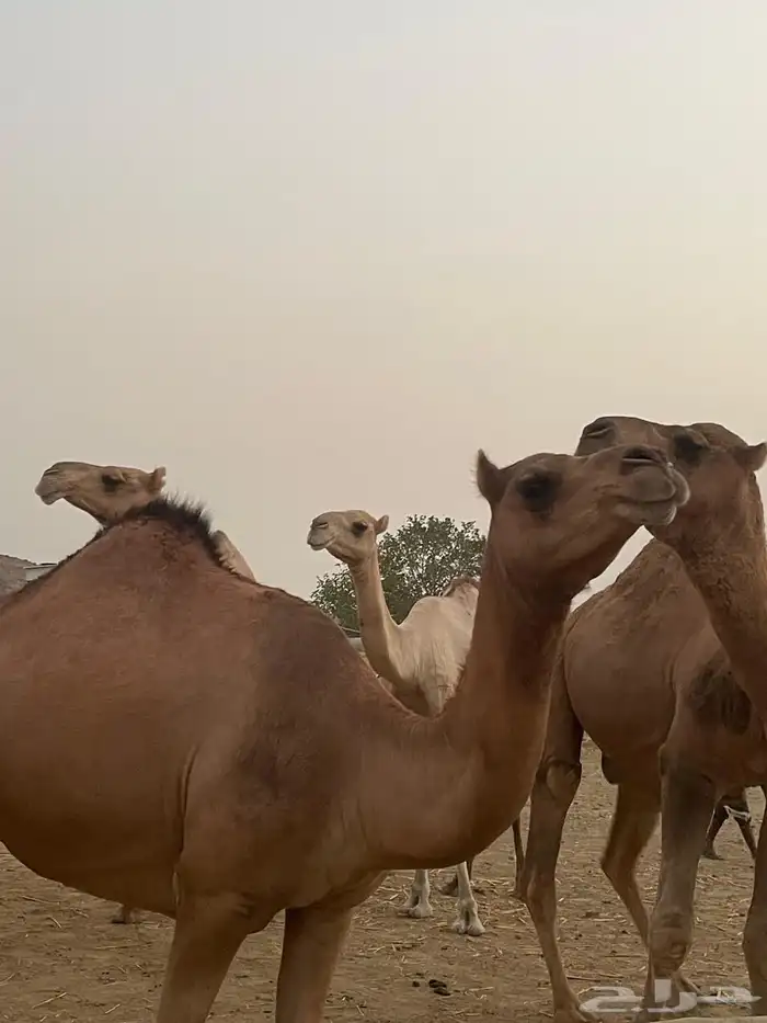 إبل للبيع 1